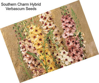 Southern Charm Hybrid Verbascum Seeds