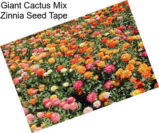 Giant Cactus Mix Zinnia Seed Tape