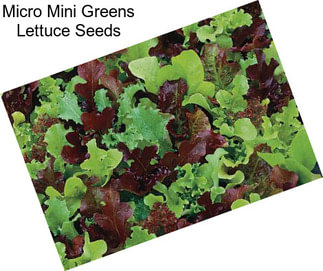 Micro Mini Greens Lettuce Seeds