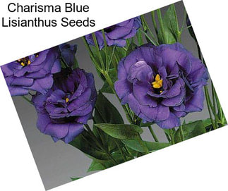 Charisma Blue Lisianthus Seeds