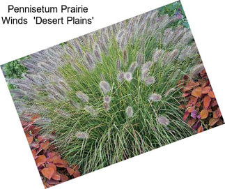 Pennisetum Prairie Winds  \'Desert Plains\'