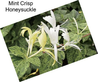 Mint Crisp Honeysuckle