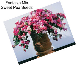 Fantasia Mix Sweet Pea Seeds