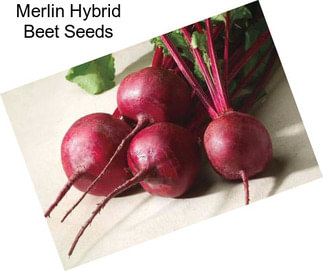 Merlin Hybrid Beet Seeds