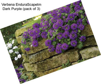 Verbena EnduraScapetm Dark Purple (pack of 3)