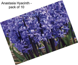 Anastasia Hyacinth - pack of 10