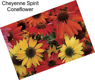 Cheyenne Spirit Coneflower