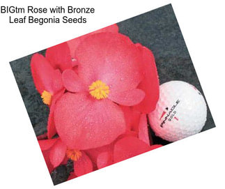 BIGtm Rose with Bronze Leaf Begonia Seeds