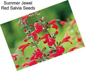 Summer Jewel Red Salvia Seeds