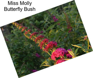 Miss Molly Butterfly Bush