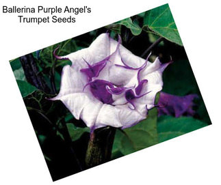 Ballerina Purple Angel\'s Trumpet Seeds