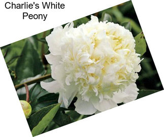 Charlie\'s White Peony