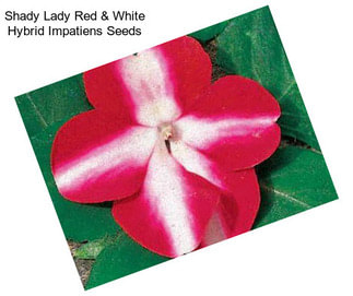 Shady Lady Red & White Hybrid Impatiens Seeds