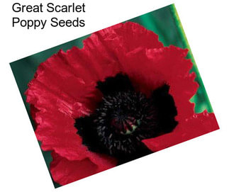 Great Scarlet Poppy Seeds
