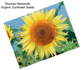 Russian Mammoth Organic Sunflower Seeds