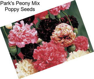 Park\'s Peony Mix Poppy Seeds