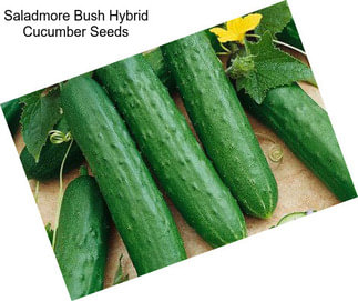 Saladmore Bush Hybrid Cucumber Seeds