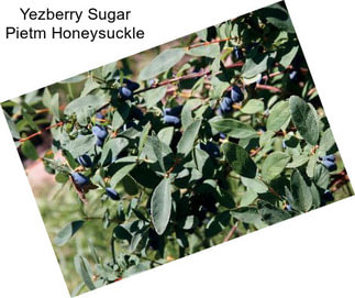 Yezberry Sugar Pietm Honeysuckle