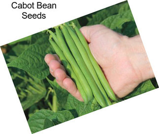 Cabot Bean Seeds