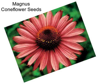 Magnus Coneflower Seeds