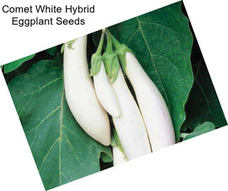 Comet White Hybrid Eggplant Seeds