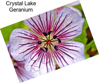 Crystal Lake Geranium