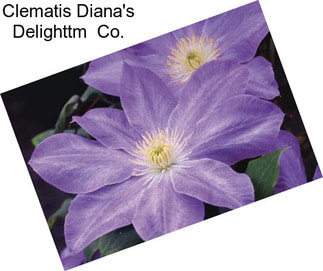 Clematis Diana\'s Delighttm  Co.