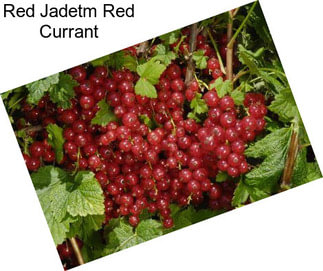 Red Jadetm Red Currant