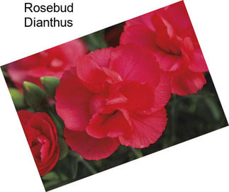 Rosebud Dianthus