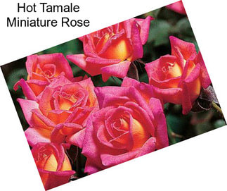 Hot Tamale Miniature Rose