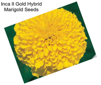 Inca II Gold Hybrid Marigold Seeds