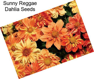 Sunny Reggae Dahlia Seeds