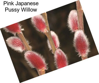 Pink Japanese Pussy Willow