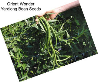 Orient Wonder Yardlong Bean Seeds