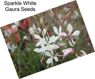 Sparkle White Gaura Seeds