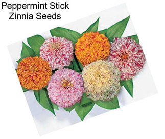 Peppermint Stick Zinnia Seeds