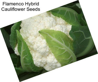 Flamenco Hybrid Cauliflower Seeds