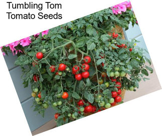 Tumbling Tom Tomato Seeds