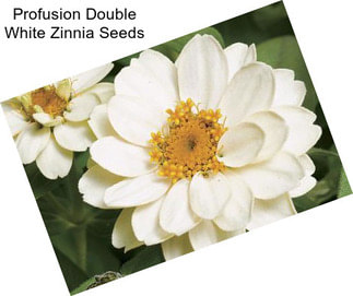 Profusion Double White Zinnia Seeds