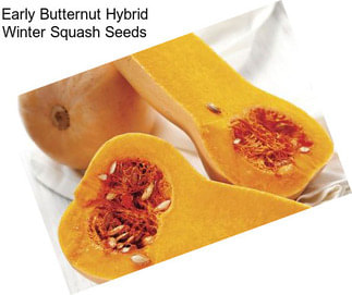 Early Butternut Hybrid Winter Squash Seeds