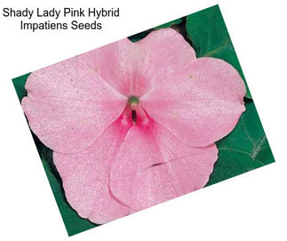 Shady Lady Pink Hybrid Impatiens Seeds