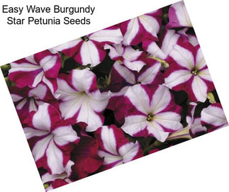 Easy Wave Burgundy Star Petunia Seeds