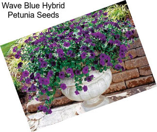 Wave Blue Hybrid Petunia Seeds