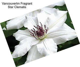 Vancouvertm Fragrant Star Clematis