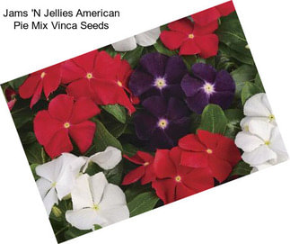 Jams \'N Jellies American Pie Mix Vinca Seeds