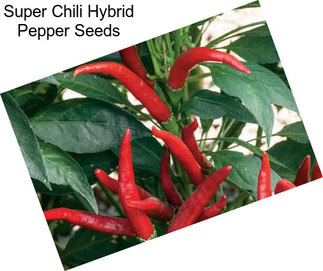 Super Chili Hybrid Pepper Seeds