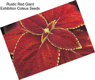 Rustic Red Giant Exhibition Coleus Seeds