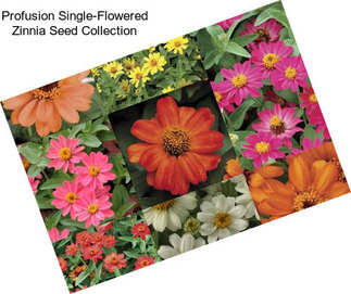 Profusion Single-Flowered Zinnia Seed Collection