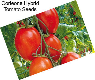 Corleone Hybrid Tomato Seeds