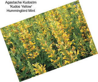 Agastache Kudostm \'Kudos Yellow\' Hummingbird Mint